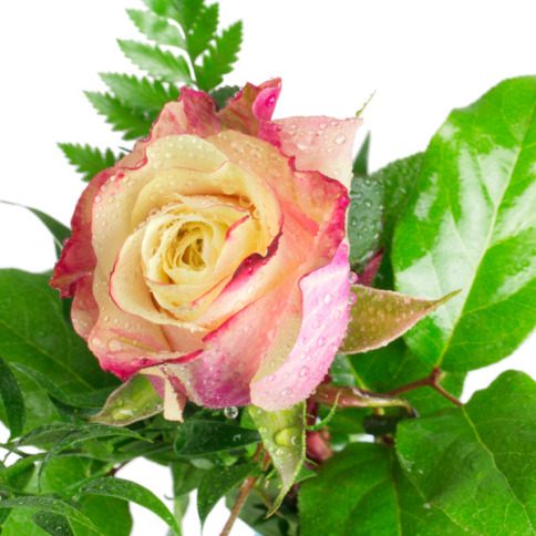 Elegancka i zmysłowa - róża