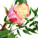 Różowo-kremowa róża