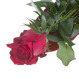 Róża z telegramem dla Dziadka
