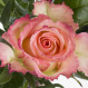 Różowa róża i telegram dla Mamy