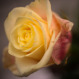 Różowo-kremowa róża i Super Babcia
