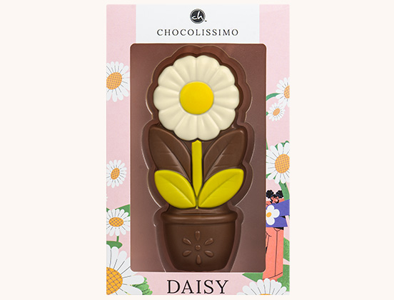 Unikalne cechy stokrotka z czekolady