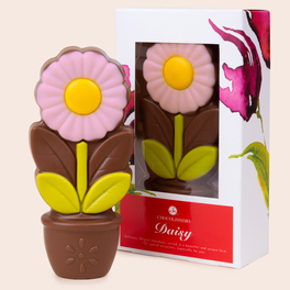 Daisy pink - czekoladowy kwiatek